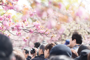 桜祭りについて